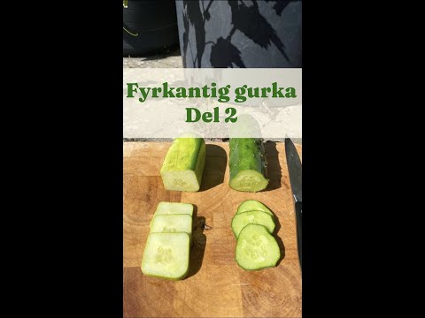 Square Cucumber Part 2 - GardenHacks by GardenR