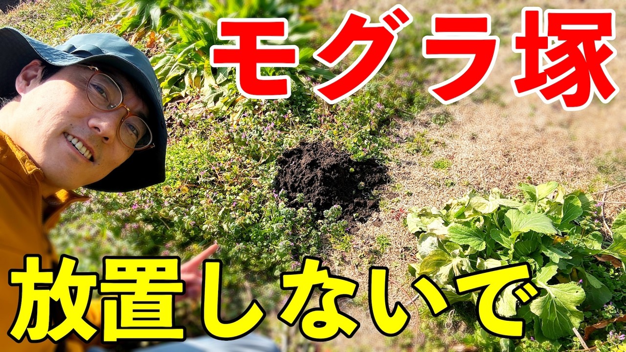 モグラからの贈り物！モグラ塚を畑作りに活かすアイデアを紹介します