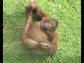 Gorilla Orgasm Orangutan Lust. She's almost ...
