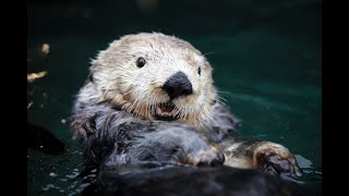 バンクーバー水族館 ラッコ
