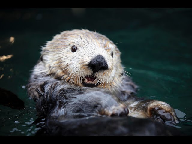 バンクーバー水族館 ラッコ