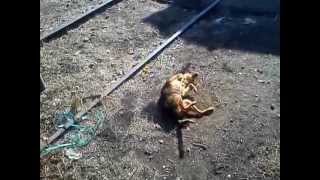 preview picture of video 'perro recién atropellado en la vía del tren'