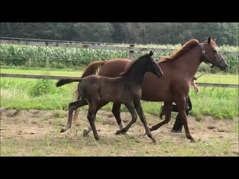 Stutfohlen von Total McLaren (Totilas - Sandro Hit) - Don Frederico