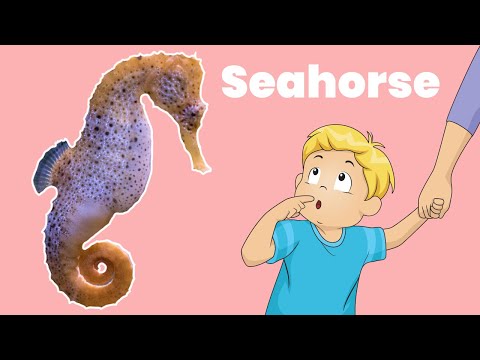 , title : 'Seahorse | Best Educational Animal Video For Kids, Babies, Toddlers, and Preschoolers'