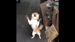 when shiba dog meets friendly person