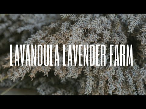 A Relaxing Day at Lavandula Lavender Farm – Hidden Gem in Hepburn Springs, Victoria