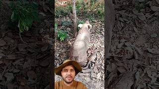 Porco solto da Trabai