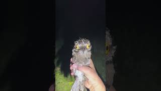 mira este pájaro que encontré