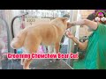 Chow chow Grooming Bear Cut  |Grooming Tv Official
