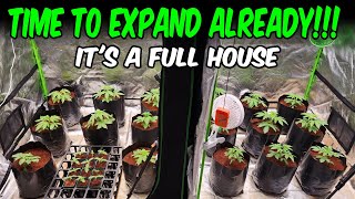 THIS GROW IS GETTING AMAZING!!! & Commercial SPACE TEASER!!!