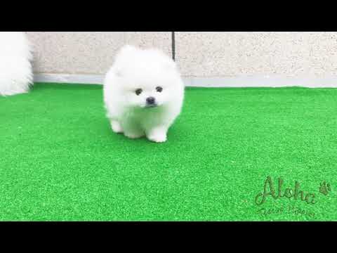 Teacup Pomeranian Puppies For Sale - Teddy