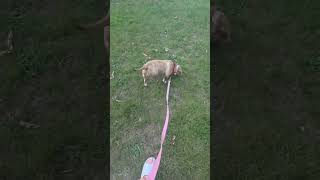 Video preview image #1 Bulldog-Unknown Mix Puppy For Sale in Spotsylvania, VA, USA