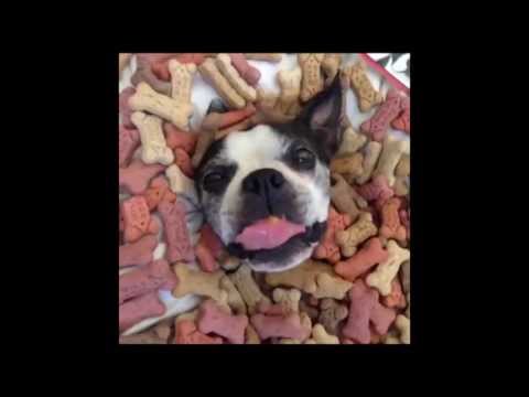 Curtis Lepore Vine Compilation Pt. 6