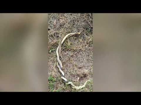 Aesculapian snakes mating | Parenje dva smuka