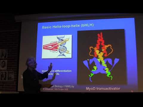 Lecture 26 Regulation & Epigenetics