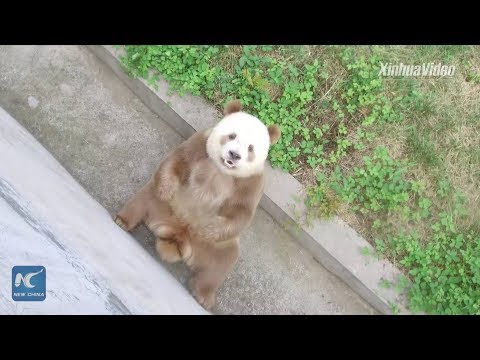 download lagu mp3 mp4 Baby Panda Bear Black And White, download lagu Baby Panda Bear Black And White gratis, unduh video klip Baby Panda Bear Black And White