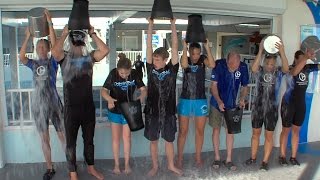 Dolphin Tale 2 Cast Takes the ALS Ice Bucket Challenge