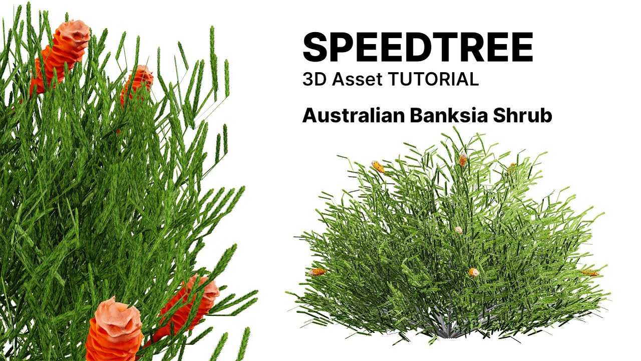 Australia Banksia with free 3d shrub Tutorial 3D Model