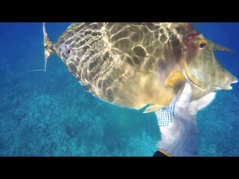 Spearfishing Fiji II