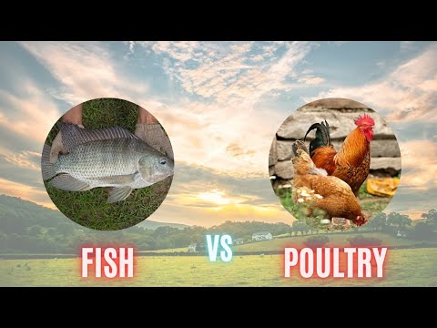 , title : 'Fish Farming vs Poultry Farming Profitability'