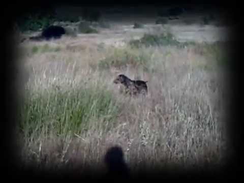 CAZA de CODORNIZ. Kai «Vintage» (XI) – bonviedro.com