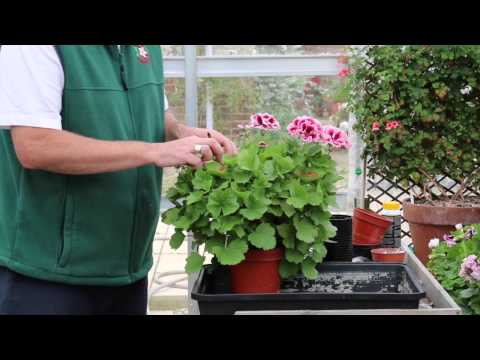 PAGS Video Blog 17, Mid August 2015