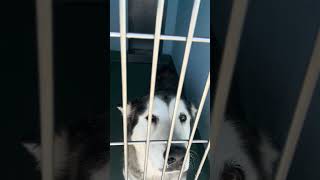 Video preview image #1 Siberian Husky Puppy For Sale in Pasadena, CA, USA