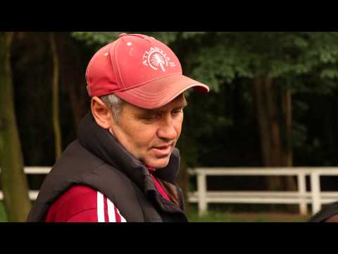 Galopper im Profil - Derbypferd Nicolosio