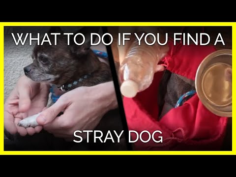 Do You Know What to Do if You Find a Stray Dog?