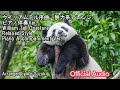 ウイリアムテル序曲　脱力系アレンジ　ピアノ伴奏ver. - William Tell Overture (Relaxed Arrangement) Piano Accompaniment Ver.