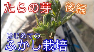 《山菜》たらの芽食べたいのでふかし栽培してみました！後編