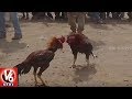 Sankranti Celebrations Across Andhra Pradesh Kodi Pandalu In West Godavari District V6
