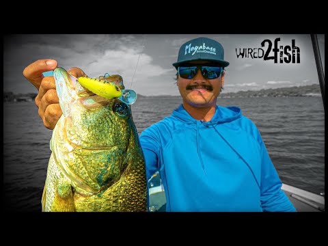 4 Finesse Crankbaits Tips to Catch More Bass | Zaldain's System