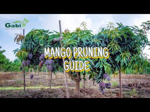 Mango Pruning Guide