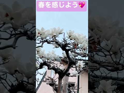 夏モクレン 植物