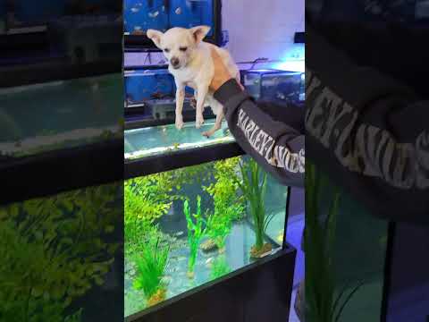 Mini piranha vs small dog part 1.  #piranha #fishaquarium #fishtank #aquarium