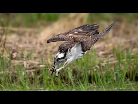 How to Get Sharp Osprey Diving Photo with "Claw" Shot