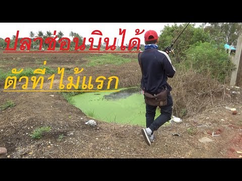 ที่จะซื้อในคาลินินกราดค้อนของ ธ อร์ เพิ่มสมาชิกโดยการกัด