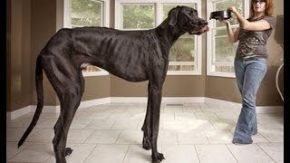 Смотреть онлайн Рекорд Гиннеса: самая большая собака в мире