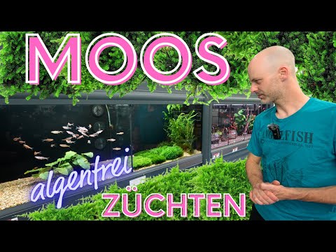 Deswegen züchten wir unser Moos selbst | algenfrei & üppig