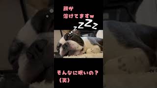 眠くて眠くて顔が溶けちゃってるワンコ（笑）😂 #shorts