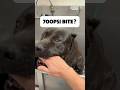 Bissig Im Trockner Aber Insgesamt Ein Guter Junge Corso Canecorso Canecorsoitaliano Mastiff