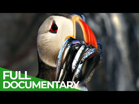 Wildlife Moments The Funniest Animal Encounters