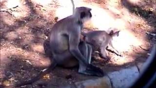 lonely Monkey  rhesus macaque (Macaca mulatta)  with Hanuman languor