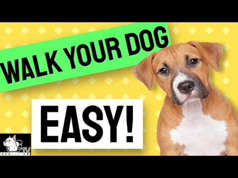 HOW TO WALK Your DOG EASY - Dog Walks with no problems!  DogCastTV!