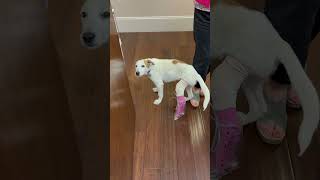 Video preview image #1 Labrenees Puppy For Sale in Holly Springs, NC, USA