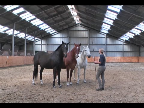 Three horses at liberty