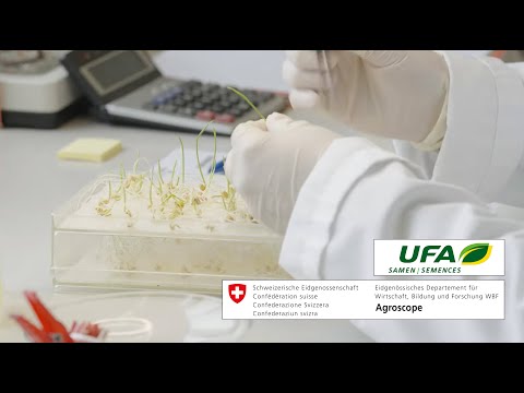 Zertifizierung von Saatgetreide