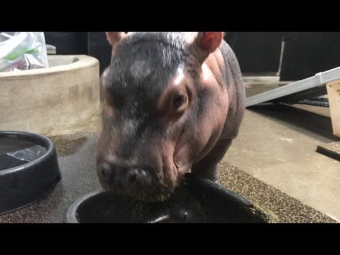 Hippo Fiona Matchmaking (Fiona Show S3 Ep 6) - Cincinnati Zoo