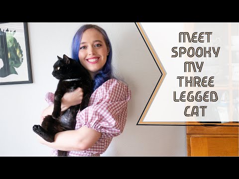 Meet Spooky My Three-Legged Cat